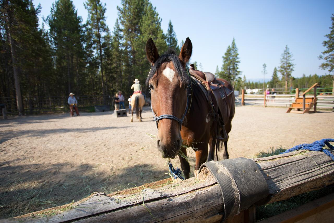 Headwaters Lodge & Cabins At Flagg Ranch Moran Bagian luar foto